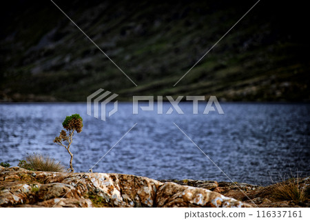 A single tree beside a peaceful lake as the sun sets A single tree beside a peaceful lake as the sun sets 116337161