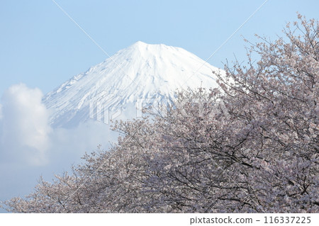 Snow-capped Mount Fuji and cherry blossoms Snow-capped Mount Fuji and cherry blossoms 116337225