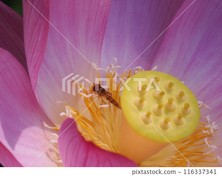 Bee perched on a lotus flower Bee perched on a lotus flower 116337341