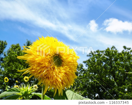 Sunflowers shining in the summer sky Sunflowers shining in the summer sky 116337345