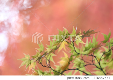 Autumn leaves with pale colors 116337357