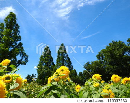 Sunflower shining in the blue sky Sunflower shining in the blue sky 116337380