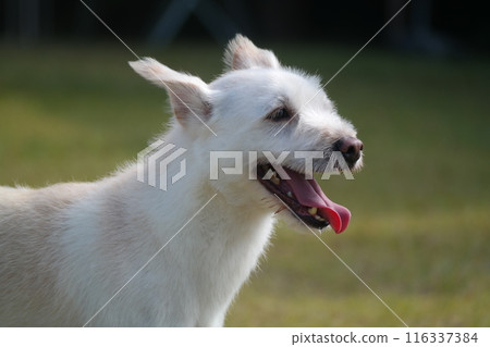 White puppy sticking out its tongue in hot weather White puppy sticking out its tongue in hot weather 116337384
