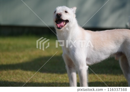 White dog standing on the grass in the garden with tongue out White dog standing on the grass in the garden with tongue out 116337388