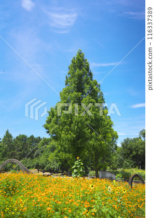 Refreshing blue sky and flower garden Refreshing blue sky and flower garden 116337389