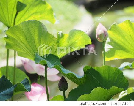 Landscape with lotus flowers 116337391