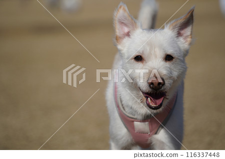 Close-up of face of mixed breed dog with white fur 116337448
