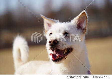 Close-up of face of mixed breed dog with white fur 116337449