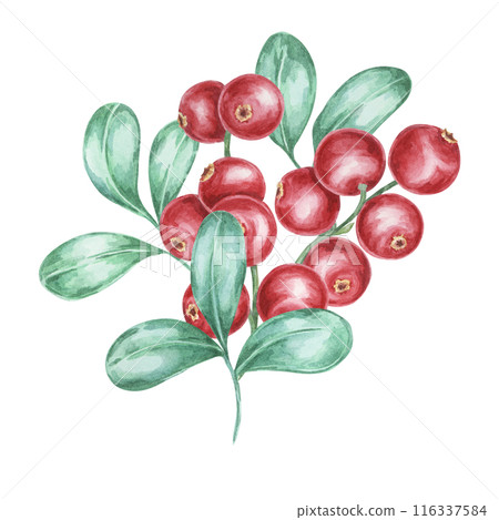 Lingonberry branch. Watercolor cranberry, cowberry, illustration. Red Nordic forest berry clipart for autumn harvest decoration, recipe book, kitchen decor, invitation, and Thanksgiving table settings Lingonberry branch. Watercolor cranberry, cowberry, illustration. Red Nordic forest berry clipart for autumn harvest decoration, recipe book, kitchen decor, invitation, and Thanksgiving table settings 116337584