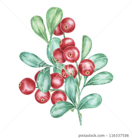 Lingonberry branch. Watercolor cranberry, cowberry, illustration. Red Nordic forest berry clipart for autumn harvest decoration, recipe book, kitchen decor, invitation, and Thanksgiving table settings 116337586