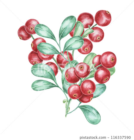 Cowberry watercolor illustration of cranberry or lingonberry branch. Nordic forest red berry clipart for autumn harvest, medicinal plant labels, menus, teas, supplements, and Thanksgiving decoration. Cowberry watercolor illustration of cranberry or lingonberry branch. Nordic forest red berry clipart for autumn harvest, medicinal plant labels, menus, teas, supplements, and Thanksgiving decoration. 116337590