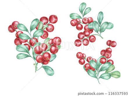Lingonberry branches. Watercolor illustration of cranberry, cowberry . Nordic forest red berry clipart for autumn harvest-themed prints, stationery, gift wrapping, journals, and Thanksgiving cards 116337593