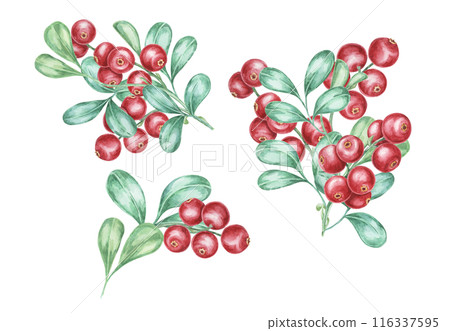Cowberry watercolor illustration of cranberry, lingonberry branches. Nordic forest red berry clipart for autumn harvest, medicinal plant labels, menus, teas, supplements, and Thanksgiving decoration. 116337595