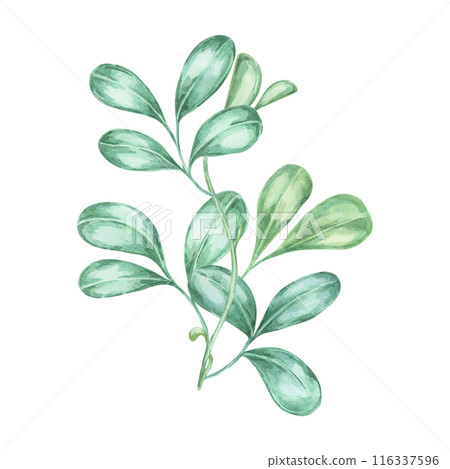 Leaves of cranberry and lingonberry branches. Hand-painted watercolor clipart for autumn harvest illustrations, nature-inspired designs, rustic decor, botanical prints, kitchen art, and festive Leaves of cranberry and lingonberry branches. Hand-painted watercolor clipart for autumn harvest illustrations, nature-inspired designs, rustic decor, botanical prints, kitchen art, and festive 116337596