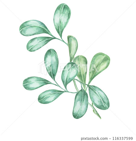 Leaves of cranberry, lingonberry branches. Hand-painted watercolor clipart for autumn harvest illustrations, nature-inspired designs, rustic decor, botanical print, kitchen art, festive invitations 116337599