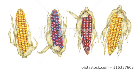 Indian and sweet yellow corn set. Watercolor illustration of golden and rainbow cobs. Clipart of the heirloom ornamental maize plant for autumn decor, harvest festival, Thanksgiving cards, invitations 116337602