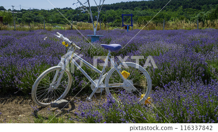 Bicycle in the lavender field on a hot summer day 116337842