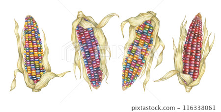 Indian corn watercolor set. Colorful rainbow and red ornamental cobs of Calico corn. Cliparts of the heirloom native maize plant for autumn decor, harvest festival, Thanksgiving cards, invitations 116338061