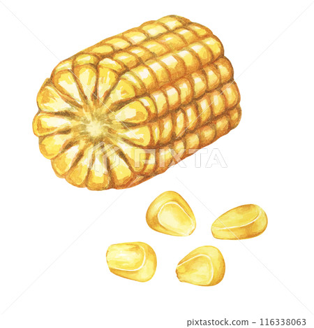 Corn, half of the cob with kernels in watercolor. Corn kernels, seeds of maize plant. Fresh produce clipart for food packaging, farmers market, Thanksgiving decor for cards, invitations, label, menu 116338063