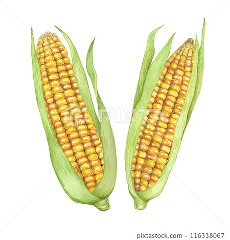 Pair of Corn, yellow golden cobs with green husks in watercolor. Realistic illustration of two Autumn harvest plants. Produce clipart for farmers market, Thanksgiving decor for cards, label, menu 116338067