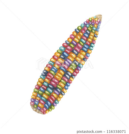 Indian corn watercolor illustration. Colorful rainbow ornamental cob of Calico corn. Clipart of the heirloom glass gem maize plant for autumn decor, harvest festival, Thanksgiving cards, invitations 116338071