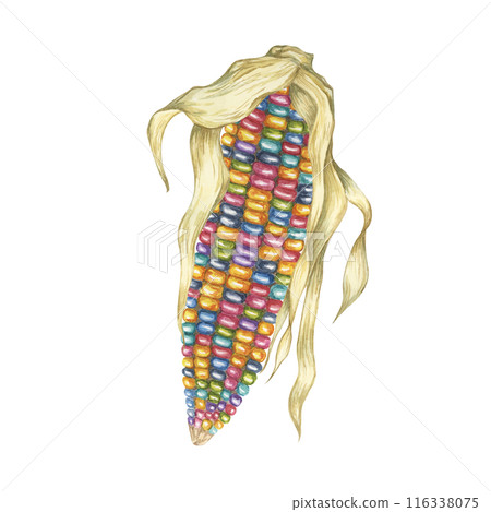 Indian corn watercolor illustration. Colorful rainbow ornamental cob of Calico corn. Clipart of the heirloom glass gem maize plant for autumn decor, harvest festival, Thanksgiving cards, invitations 116338075