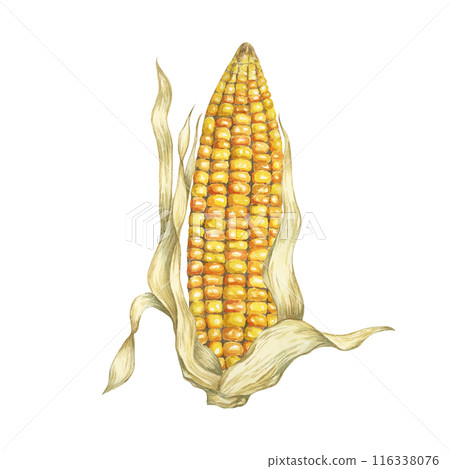 Corn, yellow golden cob in watercolor. Realistic illustration of Autumn harvest plant with dry husk. Seasonal festive produce clipart for farmers market, Thanksgiving decor, cards, invitation, label, Corn, yellow golden cob in watercolor. Realistic illustration of Autumn harvest plant with dry husk. Seasonal festive produce clipart for farmers market, Thanksgiving decor, cards, invitation, label, 116338076