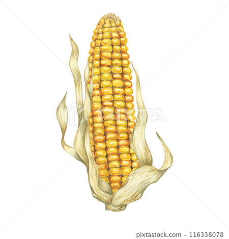 Corn, yellow golden cob in watercolor. Realistic illustration of Autumn harvest plant with dry husk. Seasonal festive produce clipart for farmers market, Thanksgiving decor, cards, invitation, label, Corn, yellow golden cob in watercolor. Realistic illustration of Autumn harvest plant with dry husk. Seasonal festive produce clipart for farmers market, Thanksgiving decor, cards, invitation, label, 116338078
