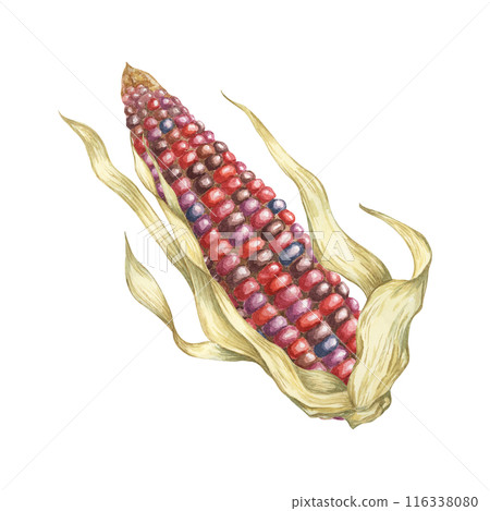 Indian corn watercolor illustration. Colorful red ornamental cob of flint, Calico corn. Clipart of the heirloom maize plant for autumn produce decor, harvest festival, Thanksgiving cards, invitations 116338080