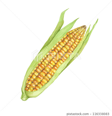Corn, yellow golden cob with green husk in watercolor. Realistic illustration of Autumn harvest plant. Fresh produce clipart for farmers market, Thanksgiving decor for cards, invitations, label, menu Corn, yellow golden cob with green husk in watercolor. Realistic illustration of Autumn harvest plant. Fresh produce clipart for farmers market, Thanksgiving decor for cards, invitations, label, menu 116338083