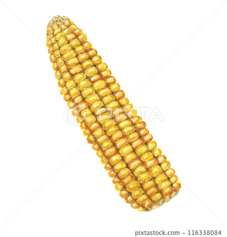 Corn, yellow golden cob in watercolor. Realistic illustration of Autumn harvest plant. Seasonal festive produce clipart for food, farmers market, Thanksgiving decor for cards, invitations, label, menu Corn, yellow golden cob in watercolor. Realistic illustration of Autumn harvest plant. Seasonal festive produce clipart for food, farmers market, Thanksgiving decor for cards, invitations, label, menu 116338084