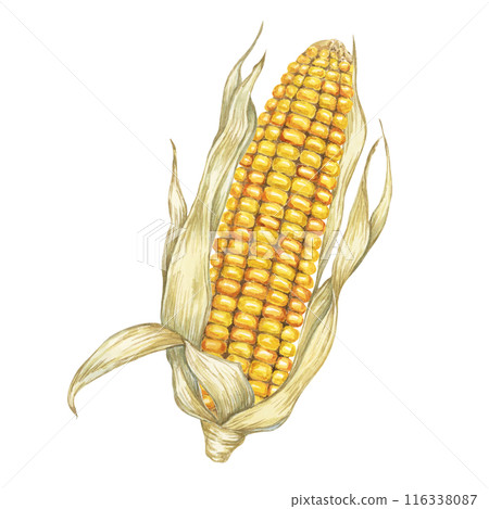 Corn, yellow golden cob in watercolor. Realistic illustration of Autumn harvest plant with dry husk. Seasonal festive produce clipart for farmers market, Thanksgiving decor, cards, invitation, label, Corn, yellow golden cob in watercolor. Realistic illustration of Autumn harvest plant with dry husk. Seasonal festive produce clipart for farmers market, Thanksgiving decor, cards, invitation, label, 116338087