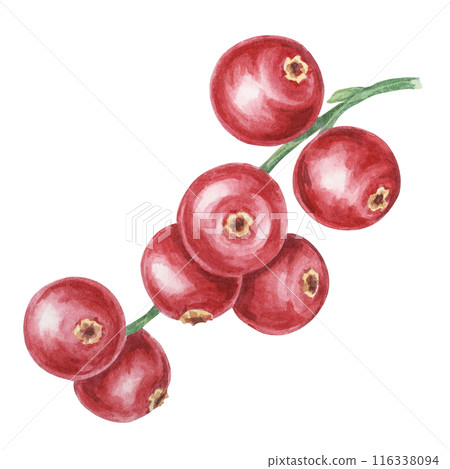 Cranberry, cowberry, lingonberry branch in watercolor. Red Nordic berry clipart. Autumn harvest, medicinal plant for labels, menu, tea, Thanksgiving 116338094