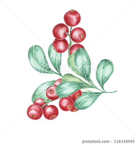 Cranberry, cowberry, lingonberry branch in watercolor. Red forest Nordic berry clipart. Autumn harvest, medicinal plant botanical illustration for labels, menu, tea, food supplements, Thanksgiving Cranberry, cowberry, lingonberry branch in watercolor. Red forest Nordic berry clipart. Autumn harvest, medicinal plant botanical illustration for labels, menu, tea, food supplements, Thanksgiving 116338095