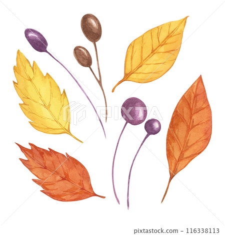 Autumn leaves set with purple brown berries. Multicolored Fall design elements. Yellow, orange leaf Watercolor clipart for print, cards, Thanksgiving, seasonal celebrations, greeting arrangements Autumn leaves set with purple brown berries. Multicolored Fall design elements. Yellow, orange leaf Watercolor clipart for print, cards, Thanksgiving, seasonal celebrations, greeting arrangements 116338113