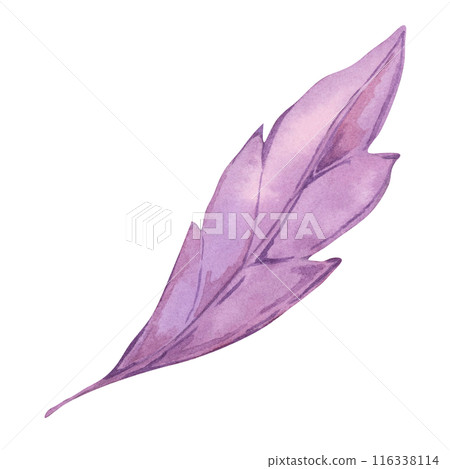 Autumn leaf in purple color. Bright and festive Fall design element. Watercolor clipart for print, cards, Thanksgiving, seasonal celebrations, floral greeting arrangements, farmers market, stickers Autumn leaf in purple color. Bright and festive Fall design element. Watercolor clipart for print, cards, Thanksgiving, seasonal celebrations, floral greeting arrangements, farmers market, stickers 116338114