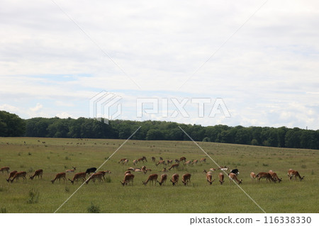 Deer park in Denmark 116338330