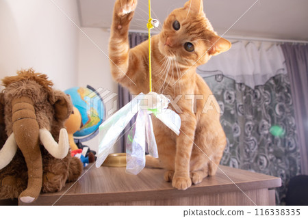 A fawncolored feline is amusing itself with a toy on a tabletop 116338335