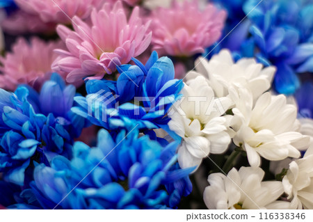 A collection of blue and pink flowers featuring white centers in the midst 116338346