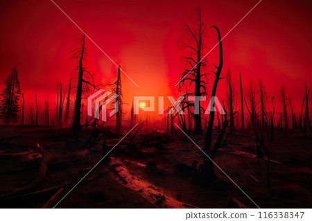 Red Sunset Over Burnt Forest, Catastrophe and Destruction, Fire and Tragedy. Climate change concept 116338347