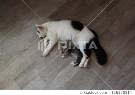 Cat and kitten. 116338514