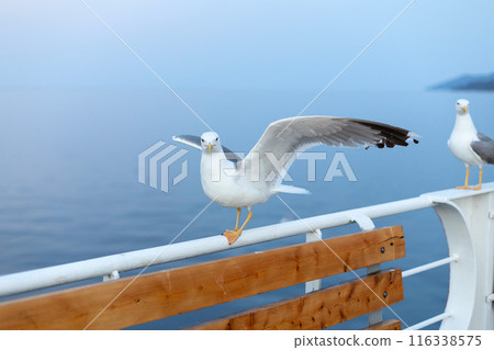 Large seagull on ferry boat, spread wings Large seagull on ferry boat, spread wings 116338575