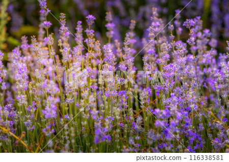 Purple lavender field close-up Purple lavender field close-up 116338581