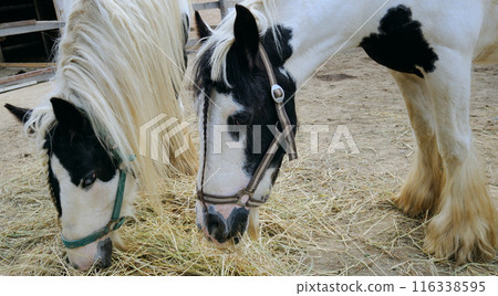Portraits of pairs of beautiful horses. Wide photo. Portraits of pairs of beautiful horses. Wide photo. 116338595
