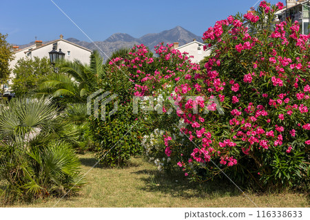Kotor, Montenegro pink oleander flowers, houses Kotor, Montenegro pink oleander flowers, houses 116338633