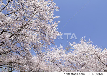 Cherry tree in full bloom  116338680