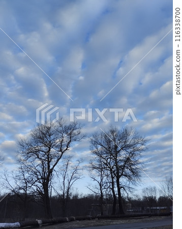 Cumulus round clouds white in blue sky over black silhouettes of trees 116338700