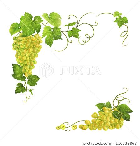 Corner frame or border with watercolor bunch of white wine grape, leaves and tendrils isolated on white background for postcard, menu cover, packaging, label, prints for wineries and restaurants. 116338868