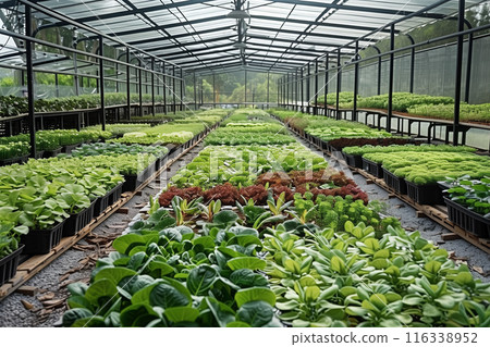 A modern and advanced greenhouse for growing green salads A modern and advanced greenhouse for growing green salads 116338952