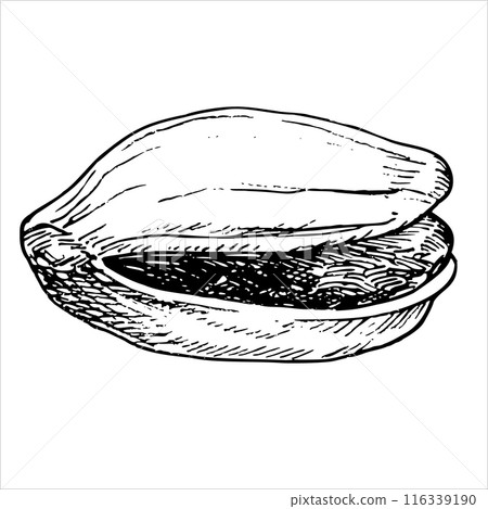 Pistachio nut graphic vector illustration . Botanical drawing sketch stylized. Isolated. Hand drawn, suitable for food packaging design Pistachio nut graphic vector illustration . Botanical drawing sketch stylized. Isolated. Hand drawn, suitable for food packaging design 116339190